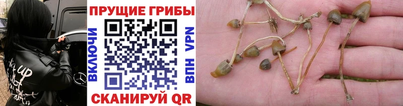 Галлюциногенные грибы мицелий  Александровское 
